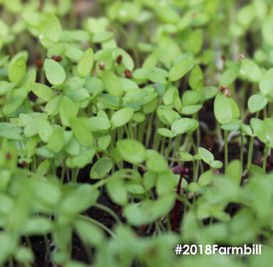 Image of small green sprouts and text that reads #2018Farmbill